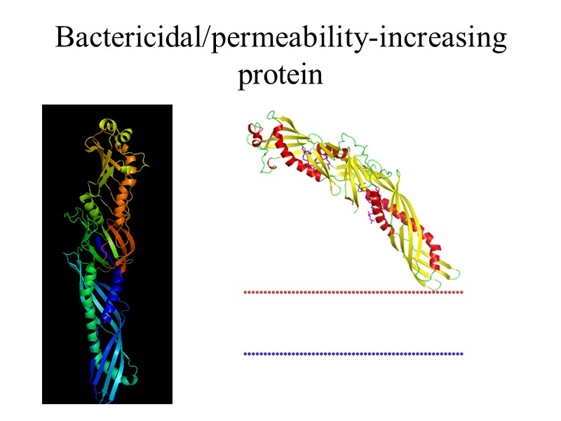 Bactericidal/permeability-increasing protein